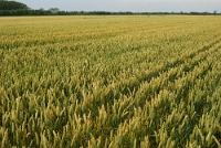 Campo di frumento Rottanova (VE)
